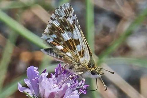 Réf. 244 711 : Pyrgus sp.